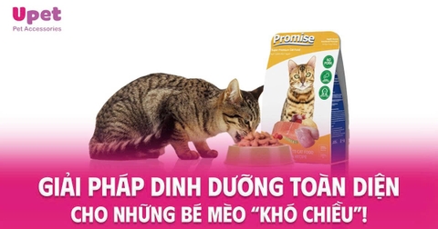 GIẢI PHÁP DINH DƯỠNG TOÀN DIỆN CHO NHỮNG BÉ MÈO “KHÓ CHIỀU”!