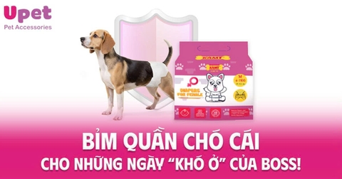 BỈM QUẦN CHÓ CÁI – CHO NHỮNG NGÀY “KHÓ Ở” CỦA BOSS!