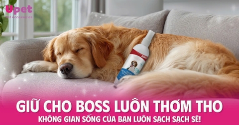 BÍ QUYẾT GIỮ CHO BOSS LUÔN THƠM THO - KHÔNG GIAN SỐNG CỦA BẠN LUÔN SẠCH SẼ!