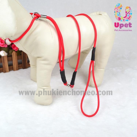 Dây dắt show không vòng cổ