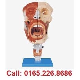 Mô hình mũi, miệng, hầu, họng GD/A13001