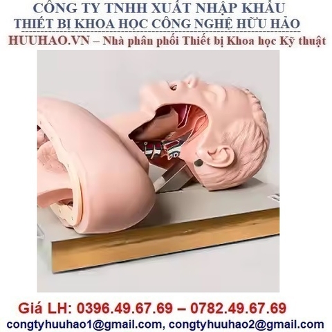 MÔ HÌNH ĐẶT NỘI KHÍ QUẢN NGƯỜI LỚN GD/J50