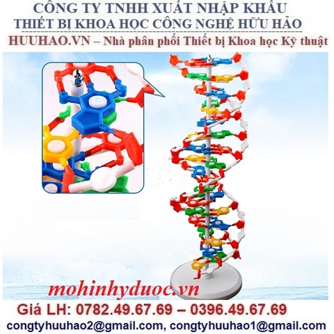 MÔ HÌNH GIẢI PHẪU CẤU CẤU TRÚC PHÂN TỬ ADN