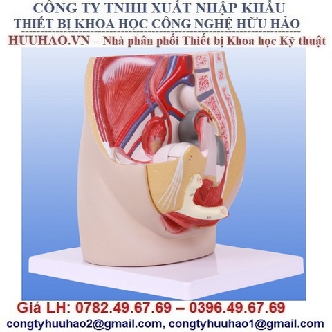 MÔ HÌNH GIẢI PHẪU CƠ QUAN SINH DỤC NỮ