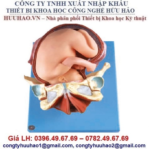 MÔ HÌNH MÔ PHỎNG QUÁ TRÌNH SINH ĐẺ GD/A42007