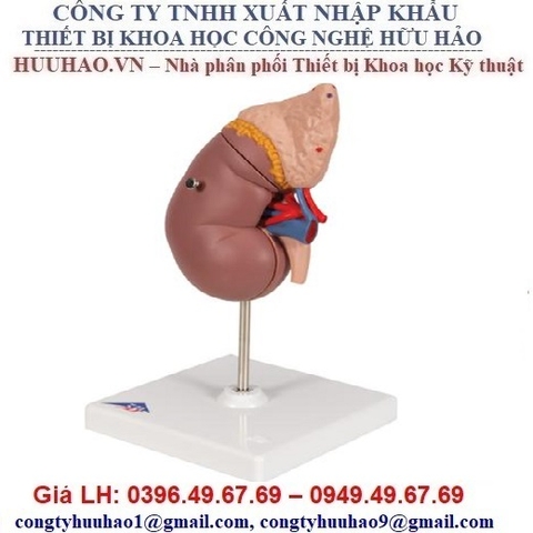 Mô Hình Mở Của Thận Người Cho Thấy Bệnh Cô Lập Hình ảnh Sẵn có  Tải xuống  Hình ảnh Ngay bây giờ  Biểu diễn  Hoạt động Bộ phận cơ thể Chăm sóc sức  khỏe và y học  iStock