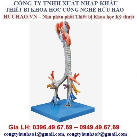 MÔ HÌNH THANH QUẢN, KHÍ QUẢN, PHẾ QUẢN GD/A13006