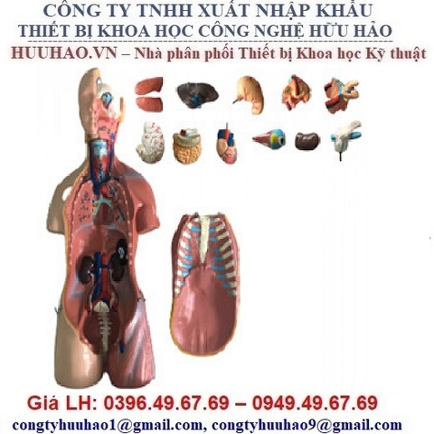 MÔ HÌNH GIẢI PHẪU CƠ QUAN NỘI TẠNG BÁN THÂN 45CM