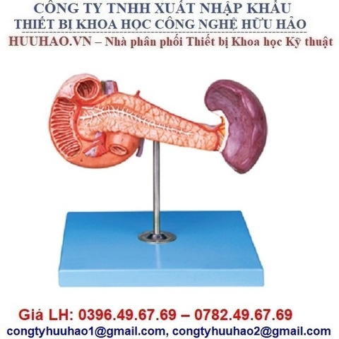 Mô hình tuyến tụy với lá lách và tá tràng GD/A12004