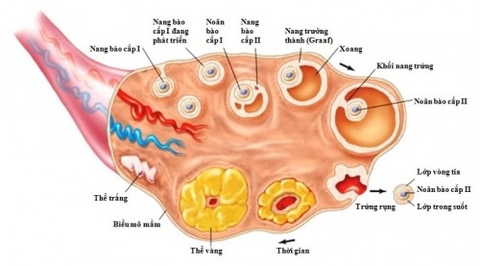 GIÁ TRỊ CHỈ SỐ AMH TRONG HIẾM MUỘN