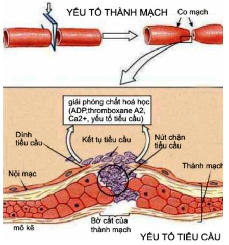 SINH LÝ QUÁ TRÌNH ĐÔNG MÁU