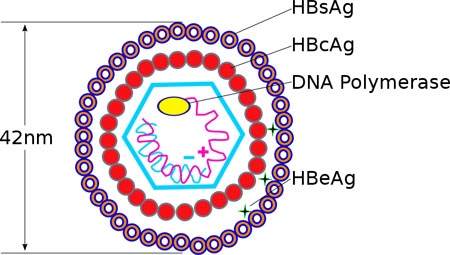 ĐỊNH LƯỢNG HBsAg - Ý NGHĨA TRONG BỆNH LÝ VIÊM GAN B