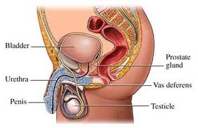 PSA VÀ fPSA - DẤU ẤN UNG THƯ TIỀN LIỆT TUYẾN