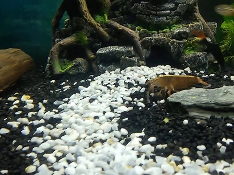 Why You Should Use Gravel in Aquarium?