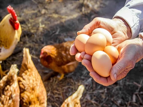 How Long Do Chickens Lay Eggs? Goals for Laying Hens