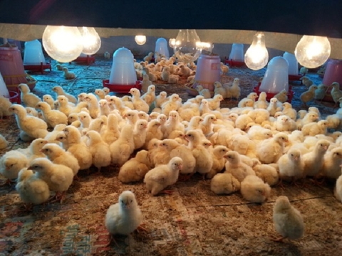 Feed Restriction In Broiler Production (Part 1)