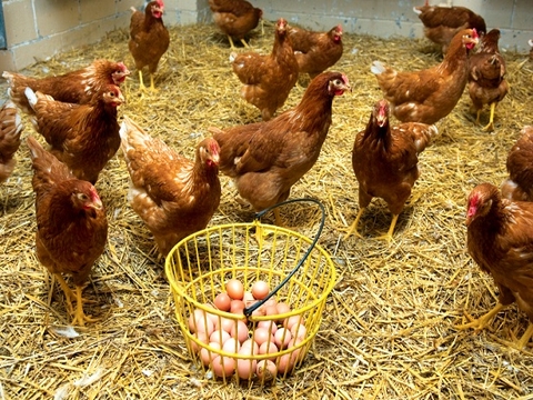 Successful Antibiotic-Free Poultry Production