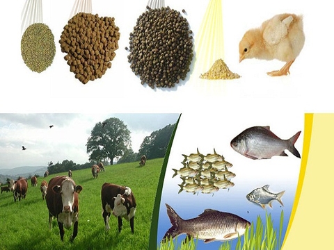 Market Insight: Bangladesh Feed Industry (Part1)