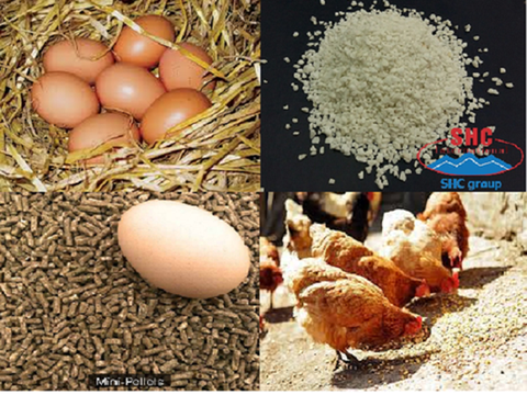 Understanding Daily Calcium Cycle In Layer Hens