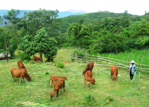 Chuyển biến giá bò giống hiện nay