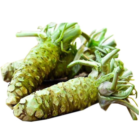 củ wasabi tươi