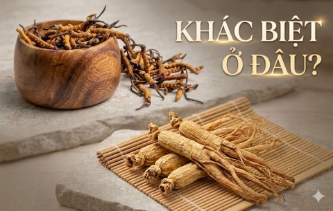 Đông trùng hạ thảo vs Nhân sâm: Khác biệt nằm ở đâu?