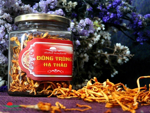 Đông trùng hạ thảo: Món quà ý nghĩa tặng cha mẹ mùa Vu lan