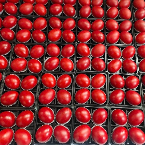 Trứng Gà Đỏ - Trứng Báo Hỷ