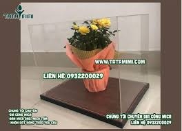 Nên dùng hộp chụp đế mica hay đế gỗ