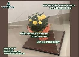 Các hộp chụp làm theo kích thước kết hợp cùng đế gỗ hoặc mica
