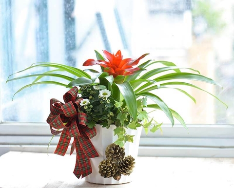 3 món quà Giáng sinh ý nghĩa nhất dành tặng trong mùa Noel