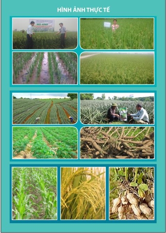 Hữu cơ khoáng Lam Sơn 1 (HC1)