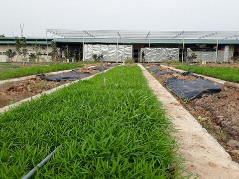 Phân bò cho rau sạch – Giải pháp an toàn cho bữa ăn gia đình