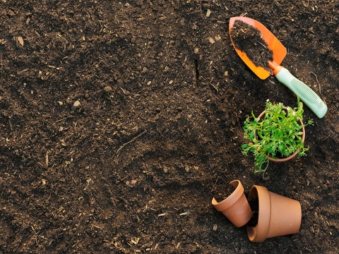 Gợi ý những phương pháp cải tạo đất nghèo dinh dưỡng hiệu quả, tiết kiệm nhất hiện nay
