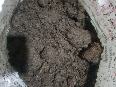 Hướng dẫn chi tiết cách ủ phân bò với trichoderma đúng kỹ thuật