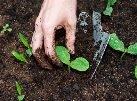Hướng dẫn chi tiết cách xử lý, cải tạo đất sau khi trồng rau để trồng lại vụ mới