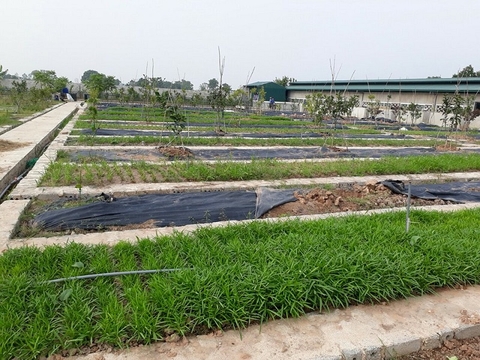 Giới thiệu đất thịt loại đất lý tưởng cho Nông Nghiệp