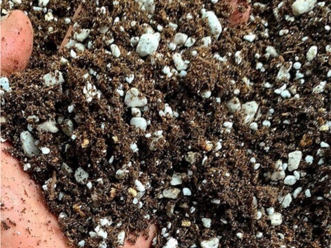 Tham khảo về đất trồng sen đá - Bí quyết để có những chậu sen đá xinh xắn