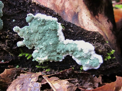 Cách phân biệt trichoderma với các loại nấm khác trong nông nghiệp