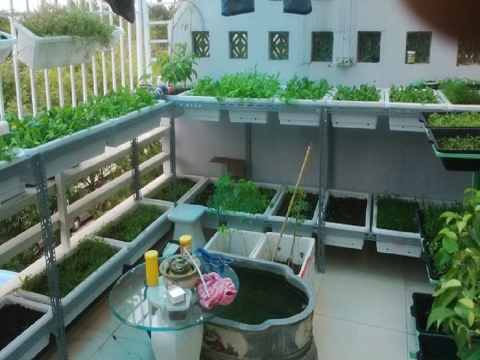 Chị Chi đã quyết định trồng rau sạch tại nhà - đó quá là quyết định đúng đắn