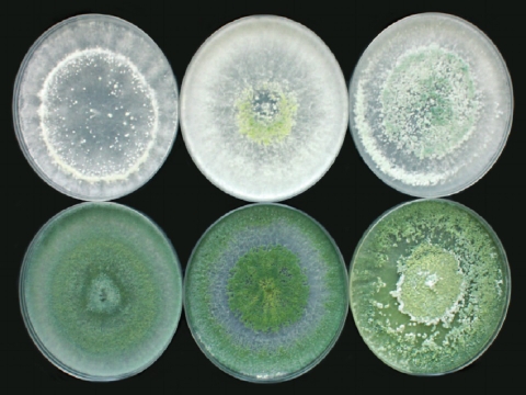 Nấm Trichoderma là gì? Loại nào tốt hiện nay?
