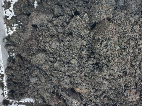 Phân bò trồng hoa và cây cảnh – Bí quyết cho chậu hoa luôn rực rỡ