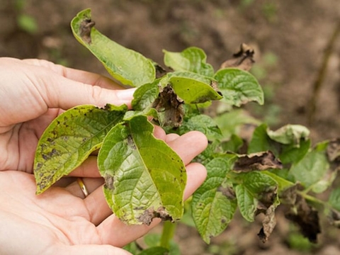 Hướng dẫn cách nhận biết và phòng bệnh cháy lá héo xanh ở cây trồng