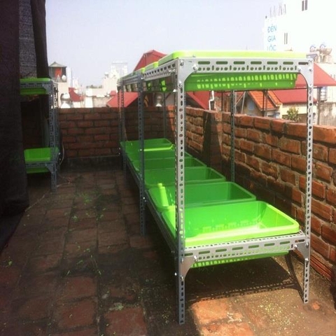 Kệ trồng rau sạch - Kệ trồng rau sạch tại nhà - Giải pháp đơn giản có rau sạch ăn