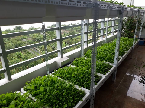 Kệ sắt trồng rau - Trồng rau sạch tại nhà giá rẻ, kệ chắc chắn