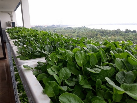 Giá Kệ Trồng Rau - Trồng rau tại nhà - Giá rẻ hàng tốt