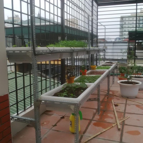 Kệ trồng rau bậc thang | Trồng rau sạch tại nhà | Nông nghiệp hữu cơ