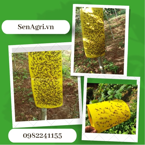 Keo dính ruồi vàng, giá rẻ, hàng tốt, bẫy và dính hiệu quả