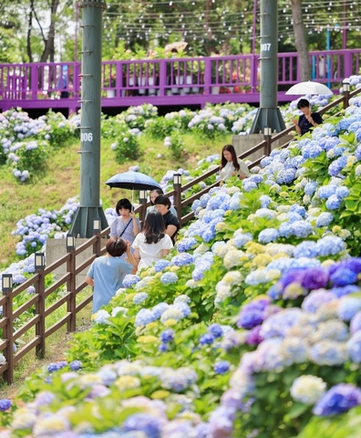 Hoa Cẩm tú cầu tại Ulsan >.<