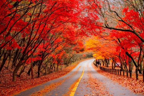 Ngỡ ngàng trước mùa lá đỏ Hàn Quốc đầy cuốn hút @-@